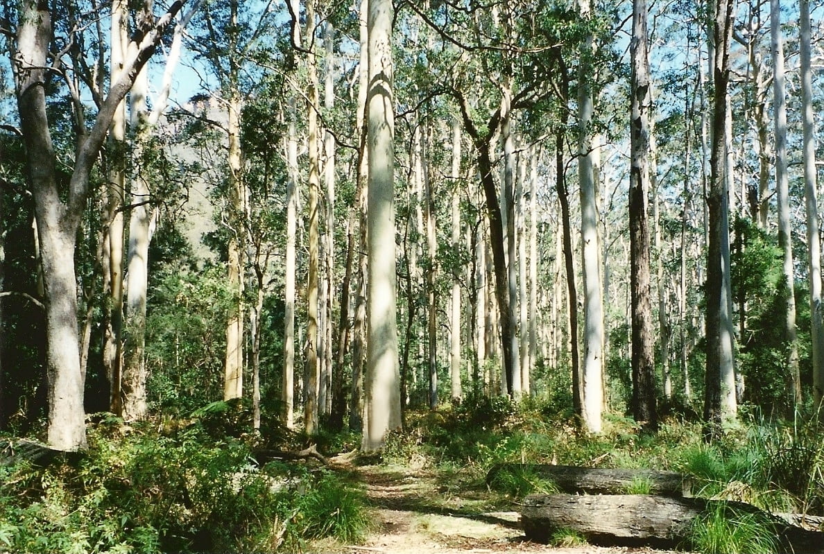 Timber Species